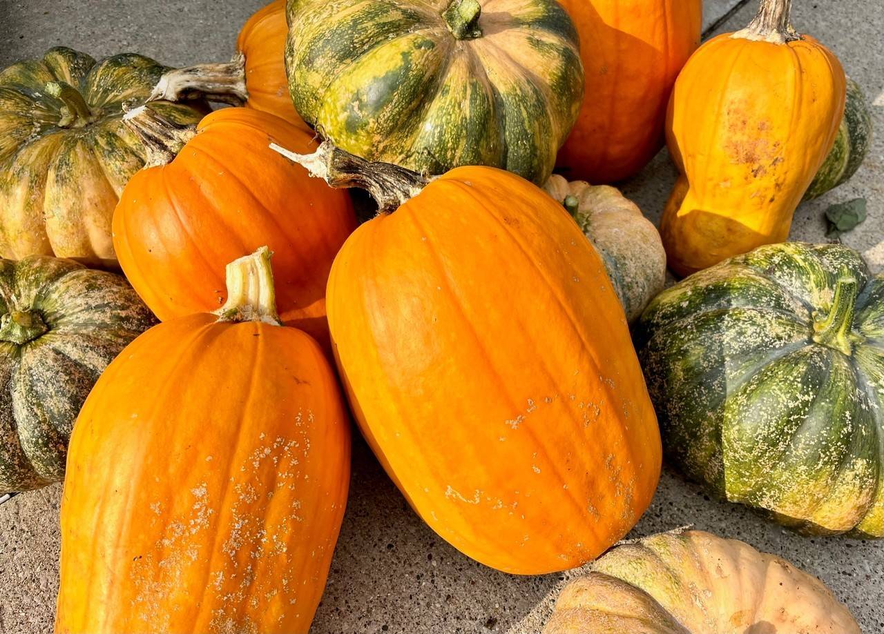 close up of a pile of pumpkins and gourds